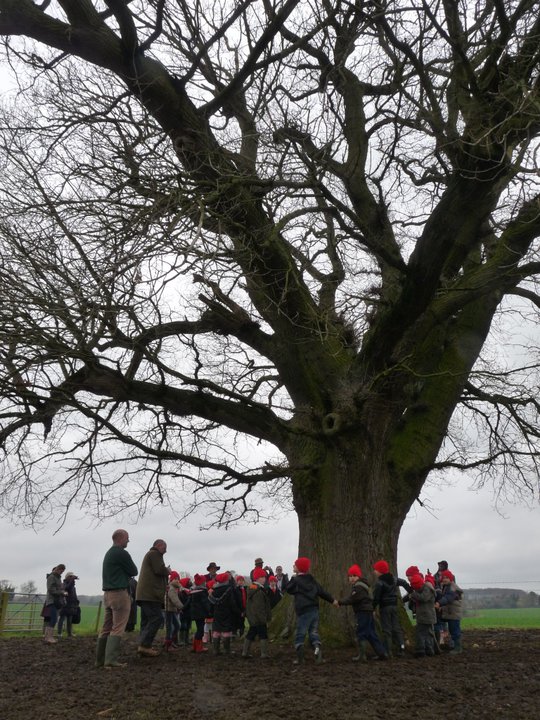 How big is this 400 yr old oak tree Chalkhouse Green Farm