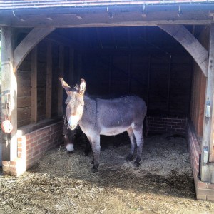 Magic and Monty are our beautifully behaved donkeys.  Their favorite things are hay nets and taking children for rides.